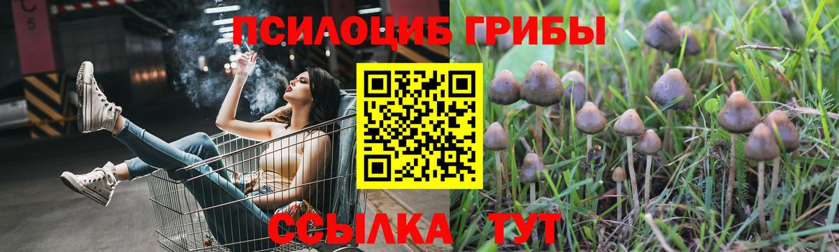 Псилоцибиновые грибы Psilocybine cubensis Городец